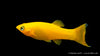 Group of Gold Molly fish in a community tank
