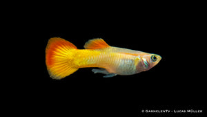 Group of Guppy Männchen Flame with bright flame-like colors
