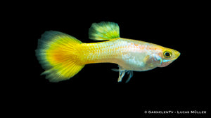 Group of Guppy Männlich German Yellow with vibrant colors
