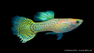 Group of Guppy Männlich Lemon swimming together
