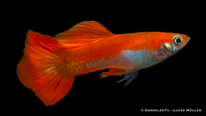 Group of Guppy Männlich Red Blond with vivid colors

