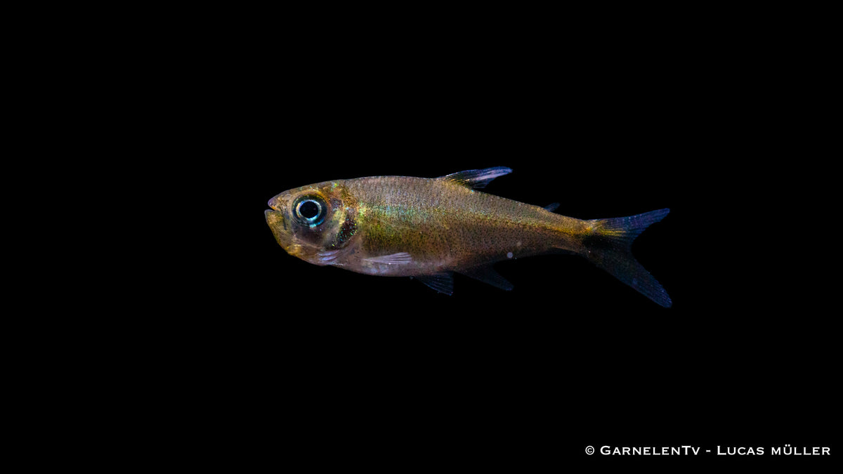 Group of Regenbogentetra swimming together