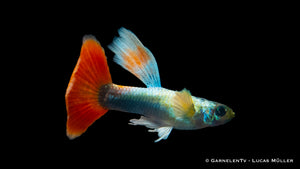 Group of Santa Claus Guppies in a well-planted aquarium