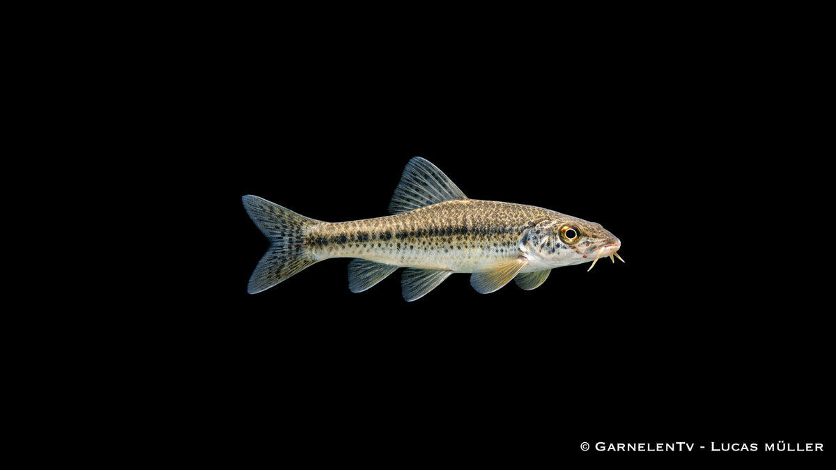 Gründling Gobio gobio Bodenfisch für Gartenteich mit schlanker Körperform