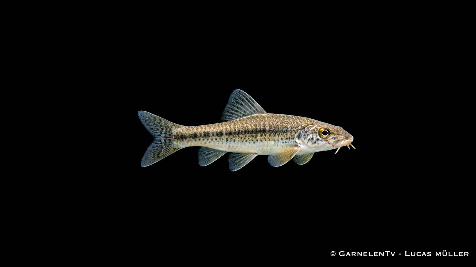 Gründling Gobio gobio Bodenfisch für Gartenteich mit schlanker Körperform