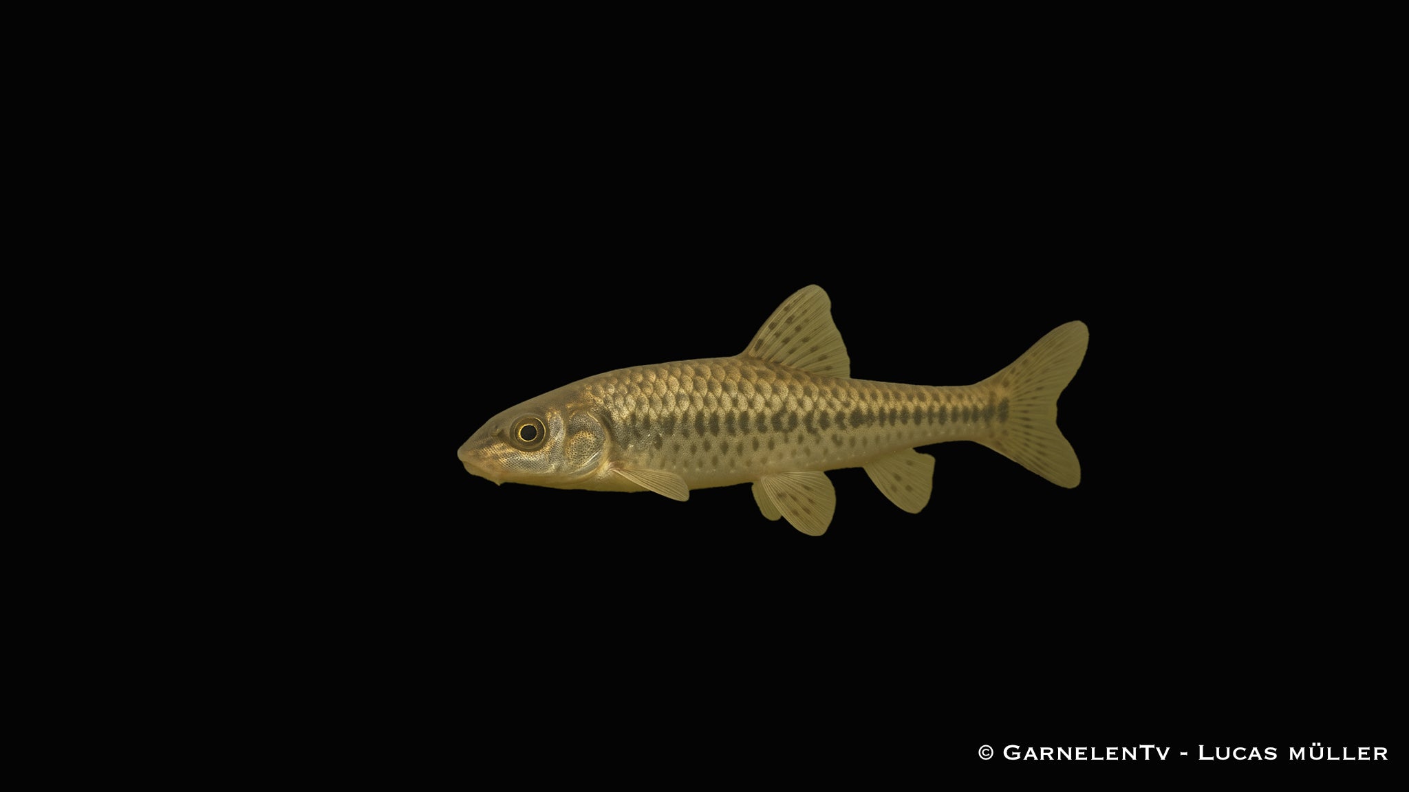Gründling - Gobio gobio (10-12 cm)