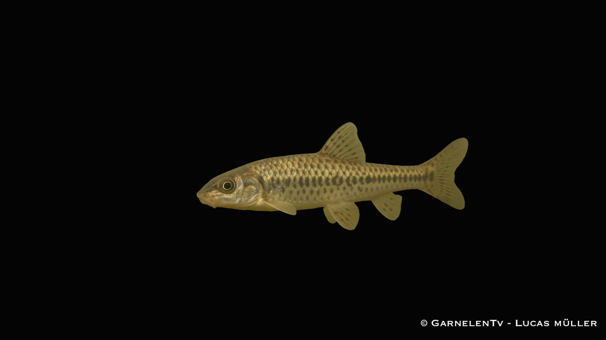 Gründling - Gobio gobio (10-12 cm)