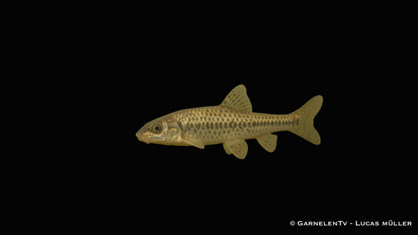 Gründling - Gobio gobio (10-12 cm)