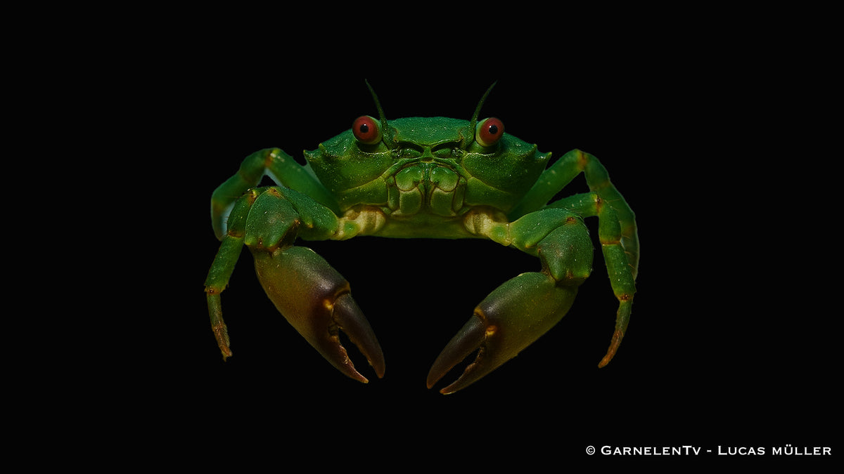 Grüne Dreieckskrabbe - Mithraculus sculptus