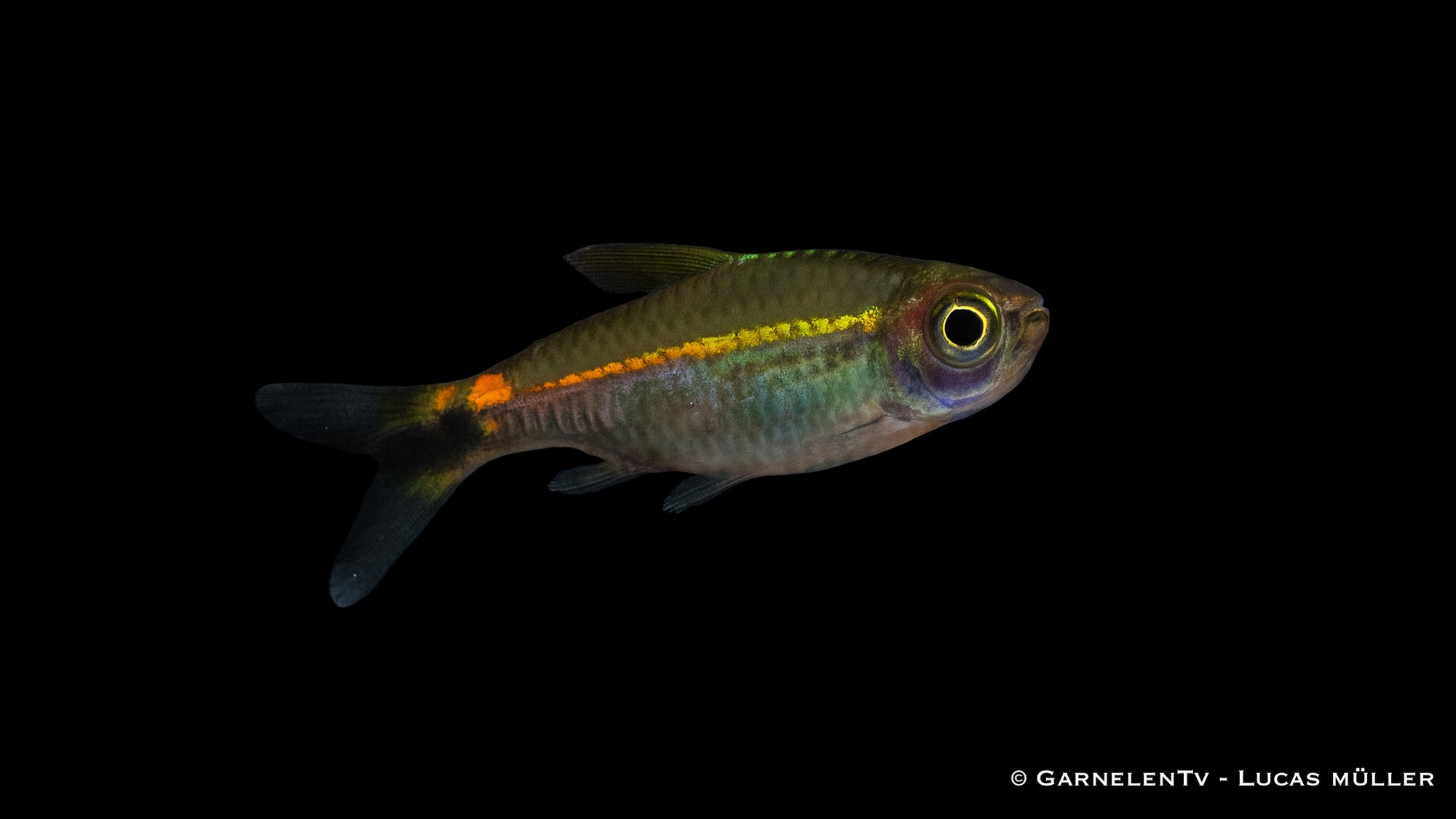 Grüner Neon - Hyphessobrycon hyanuary