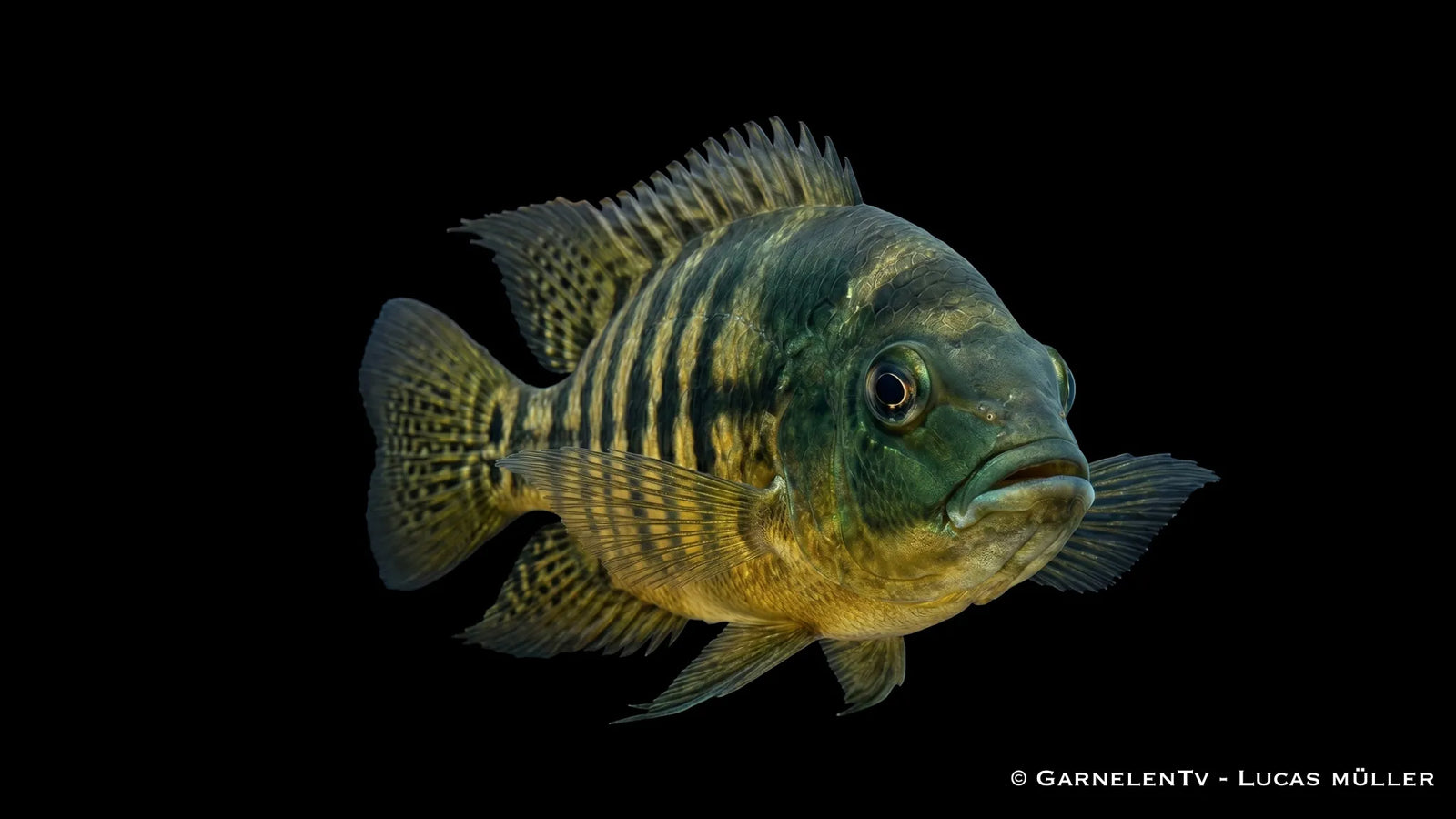 Grüner Tiger Papageienbuntbarsch Hoplarchus psittacus mit grünlicher Grundfarbe, kräftiger Tigerzeichnung und imposanter Cichliden Optik im Süßwasseraquarium