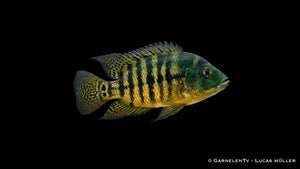 Grüner Tiger Papageienbuntbarsch Hoplarchus psittacus mit grünlicher Grundfarbe, kräftiger Tigerzeichnung und imposanter Cichliden Optik im Süßwasseraquarium