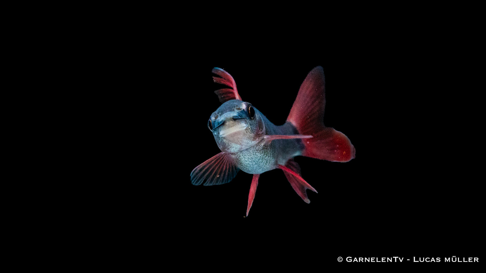 Grüner Fransenlipper Epalzeorhynchos frenatum im Aquarium