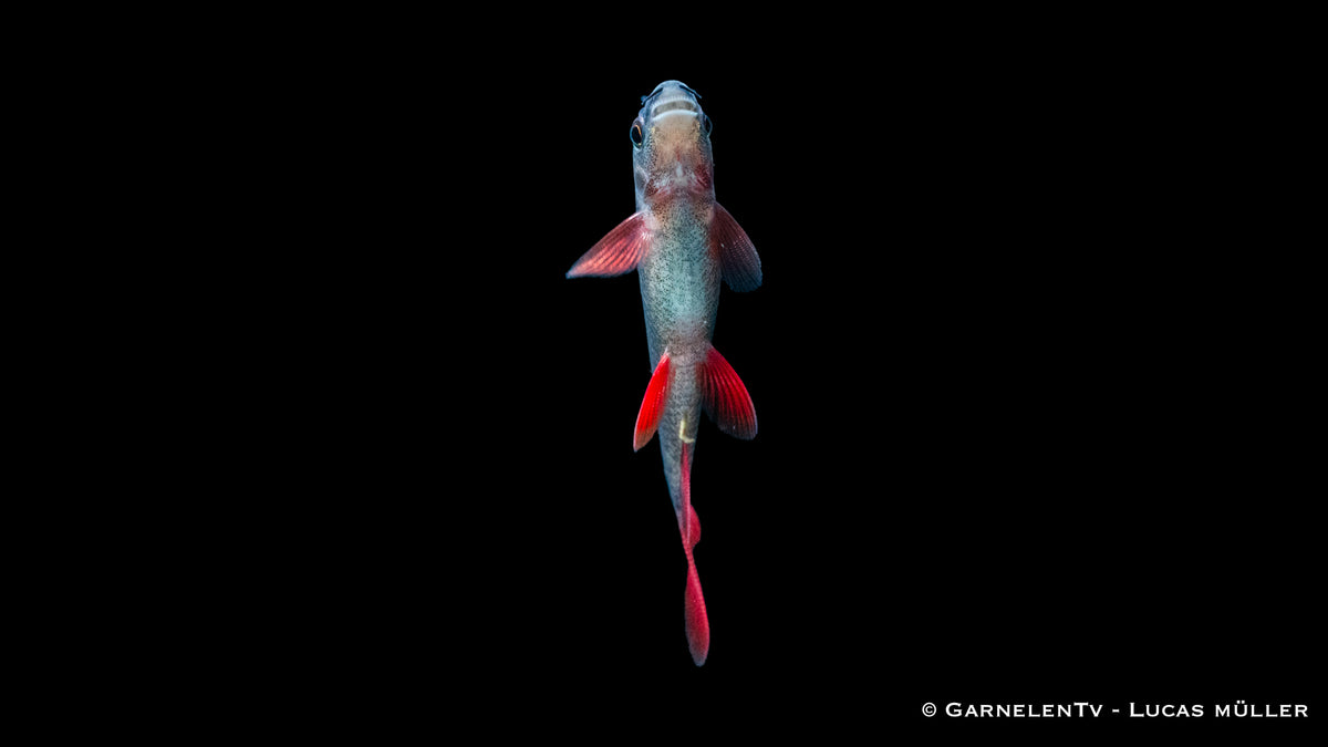 Epalzeorhynchos frenatum in einem strukturierten Aquarium
