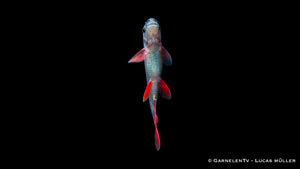 Epalzeorhynchos frenatum in einem strukturierten Aquarium
