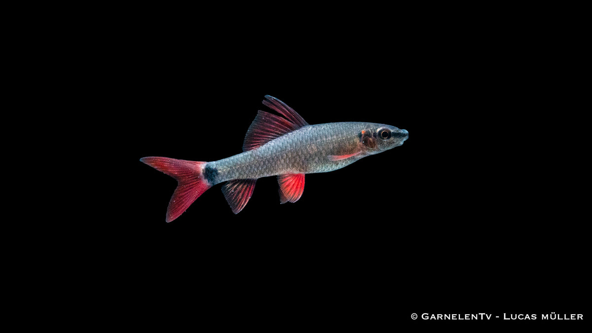 Grüner Fransenlipper in einem gut strukturierten Aquarium
