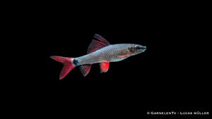 Grüner Fransenlipper in einem gut strukturierten Aquarium
