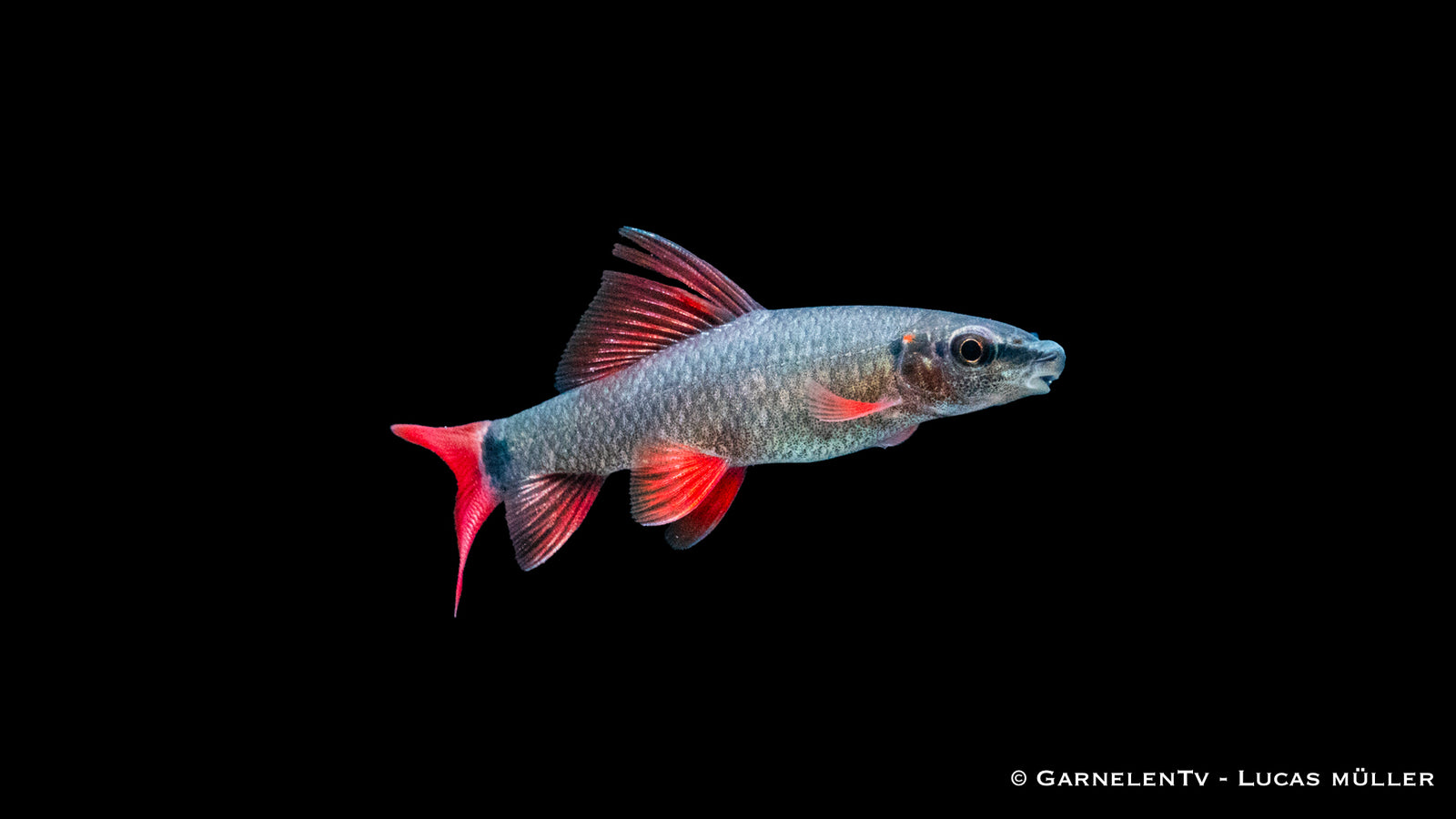Grüner Fransenlipper Epalzeorhynchos frenatum im Aquarium