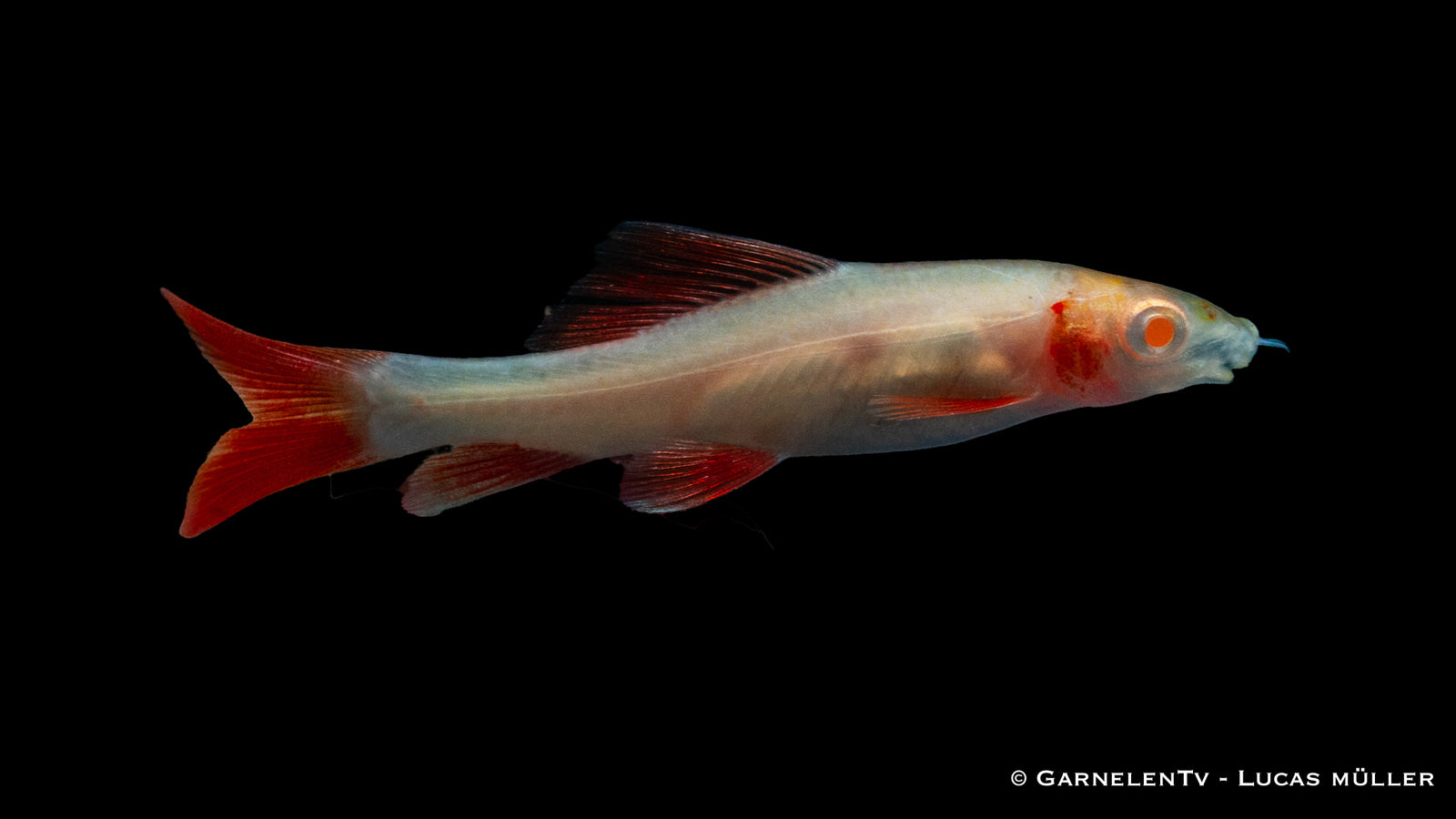 goldener-fransenlipper-epalzeorhynchos-frenatum