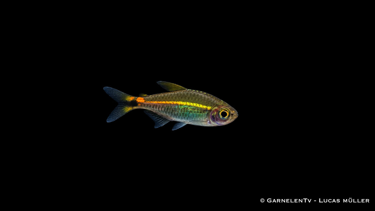 Grüner Neon - Hyphessobrycon hyanuary
