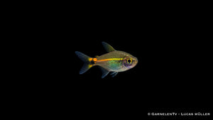 Grüner Neon - Hyphessobrycon hyanuary