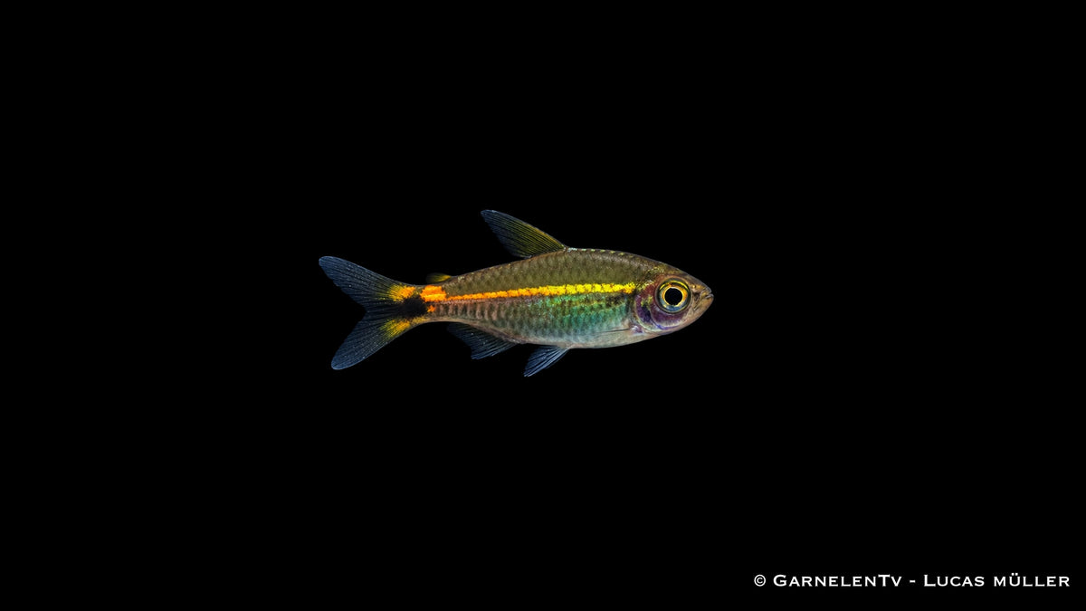 Grüner Neon - Hyphessobrycon hyanuary