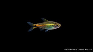 Grüner Neon - Hyphessobrycon hyanuary
