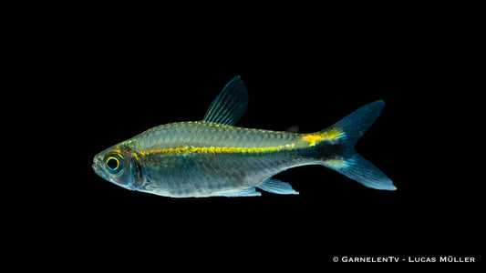 Grüner Neon - Hyphessobrycon hyanuary