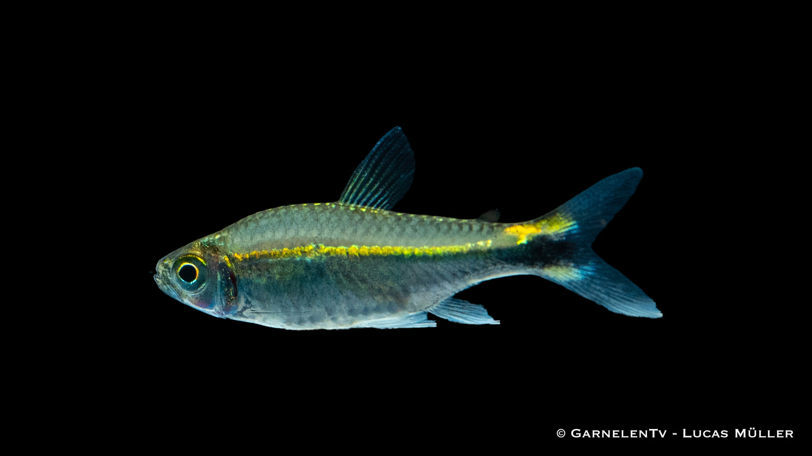 Grüner Neon - Hyphessobrycon hyanuary