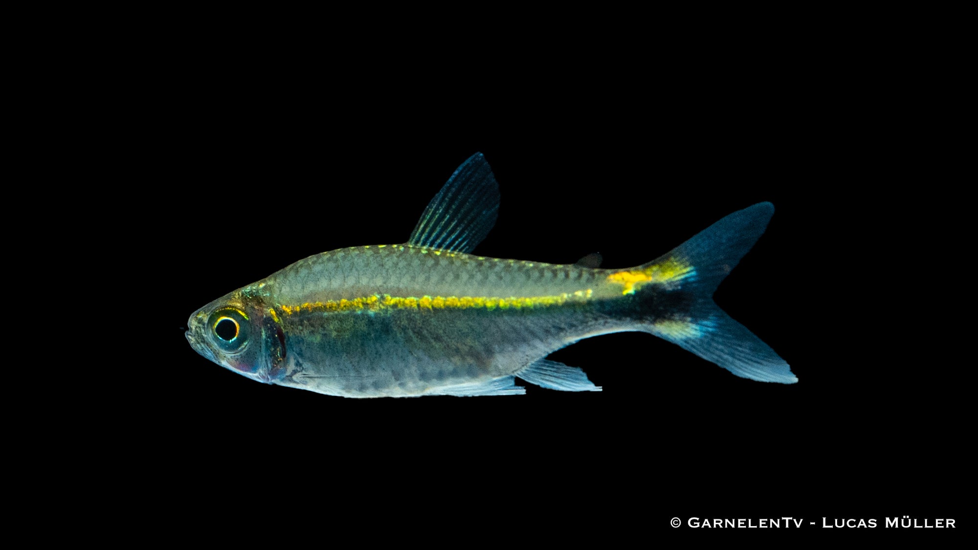 Grüner Neon - Hyphessobrycon hyanuary