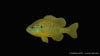 Grüner Sonnenbarsch - Lepomis cyanellus (8-12 cm)