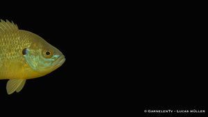 Grüner Sonnenbarsch - Lepomis cyanellus (8-12 cm)