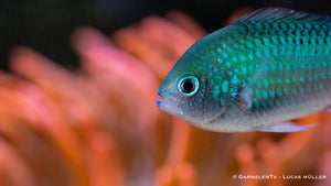 Grünes Schwalbenschwänzchen - Chromis viridis