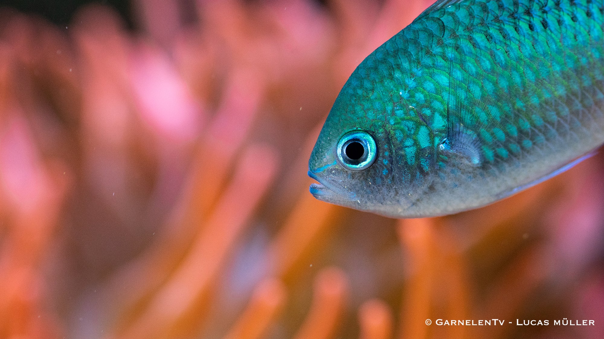 Grünes Schwalbenschwänzchen - Chromis viridis