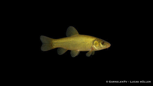 Grünschleie mit typischer dicker Körperform und kurzen Barteln im ruhigen Wasser