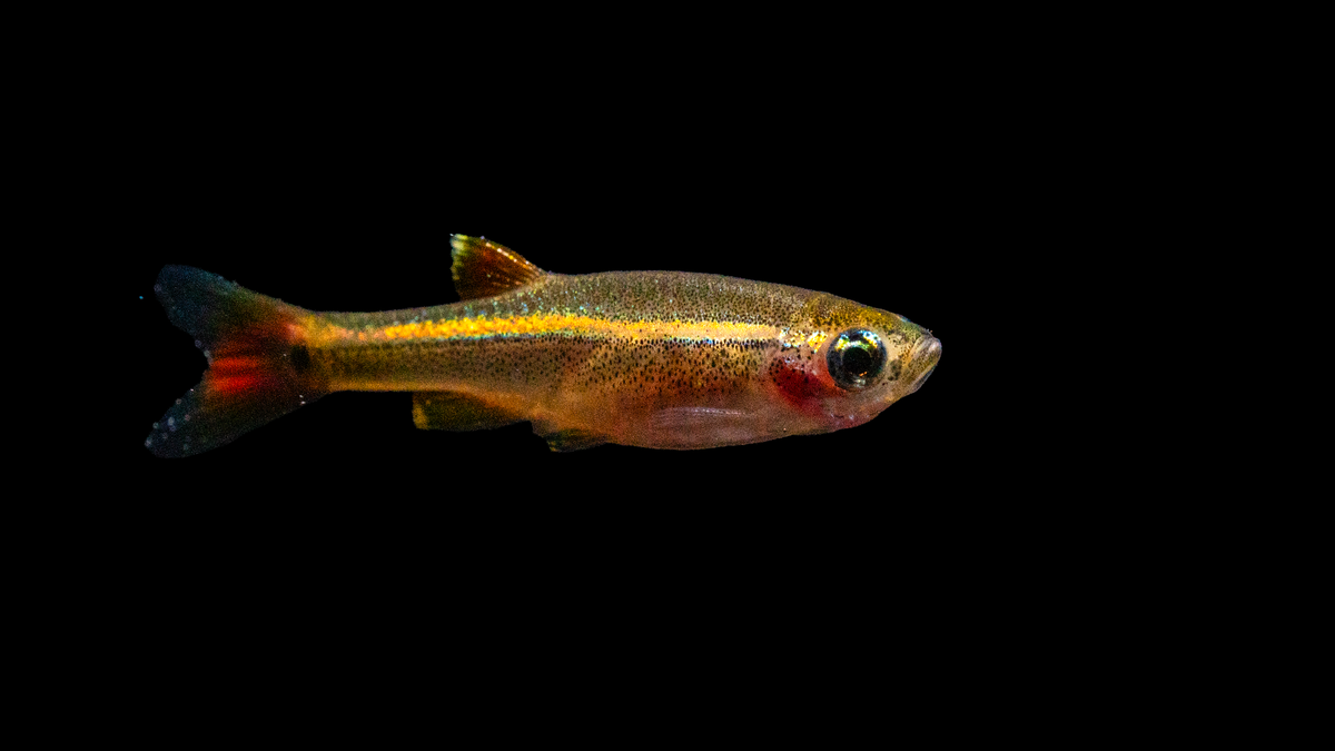 Gruppe von Kardinalfischen in einem bepflanzten Aquarium