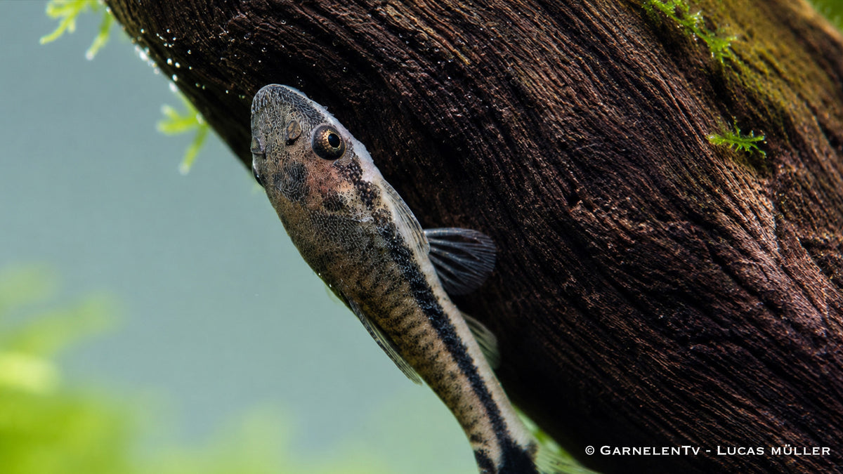 Gruppe von Otocinclus Welsen im Aquarium
