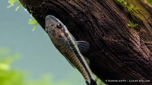 Gruppe von Otocinclus Welsen im Aquarium
