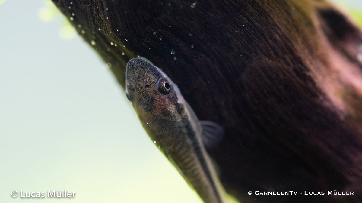 Gruppe von Otocinclus Welsen im Aquarium
