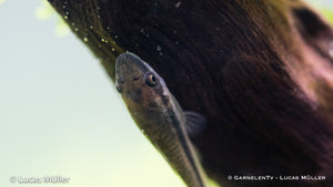 Gruppe von Otocinclus Welsen im Aquarium
