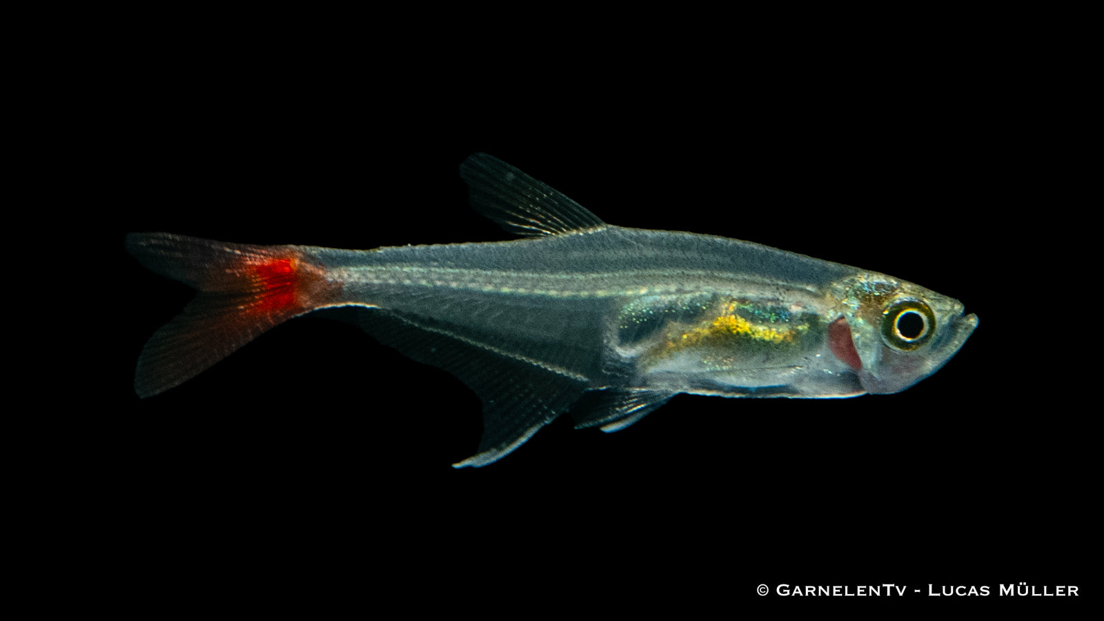 Rotflossen Glassalmler (Prionobrama filigera) im Aquarium