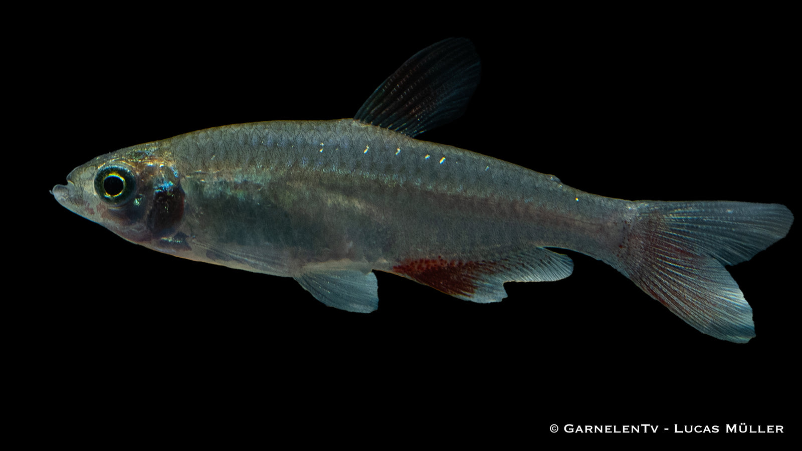 Rotflossensalmler (Aphyocharax anisitsi) im Aquarium