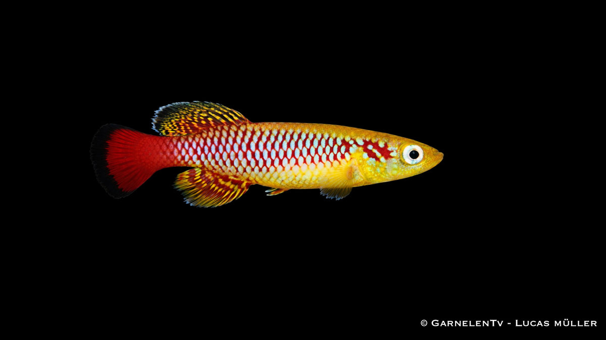 Günther´s Prachtkärpfling gold - Nothobranchius guentheri