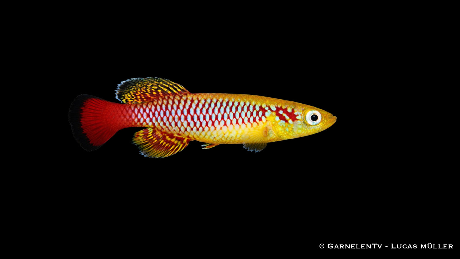 Günther´s Prachtkärpfling gold - Nothobranchius guentheri