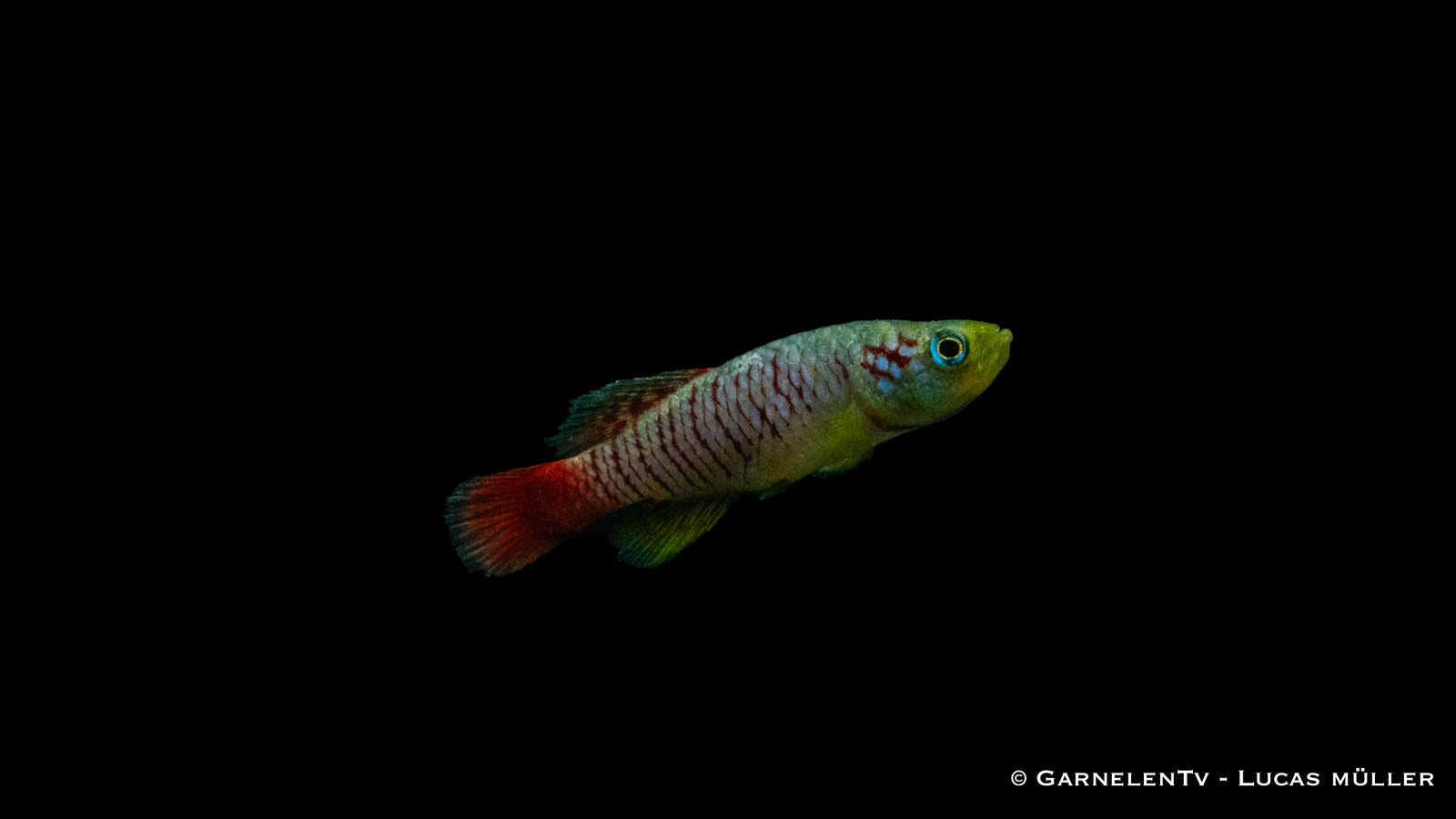 Günthers Prachtgrundkärpfling Rot – Nothobranchius guentheri

