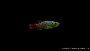 Nothobranchius guentheri – Leuchtend rote und blaue Männchen
