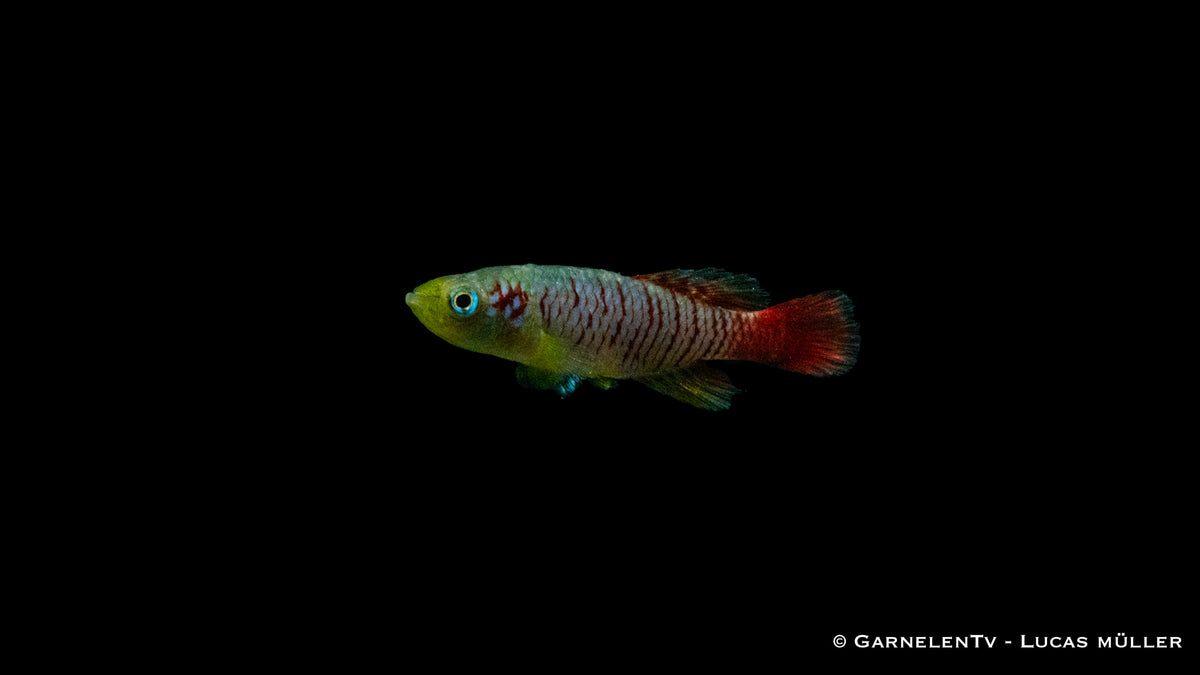 Killifisch Günthers Prachtgrundkärpfling mit intensiven Farben
