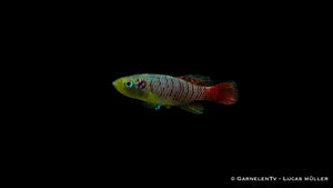 Killifisch Günthers Prachtgrundkärpfling mit intensiven Farben
