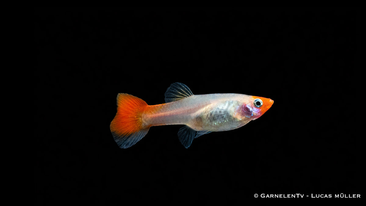 Guppy Koi kohaku - Poecilia reticulata weibchen