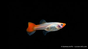 Guppy Koi kohaku - Poecilia reticulata weibchen